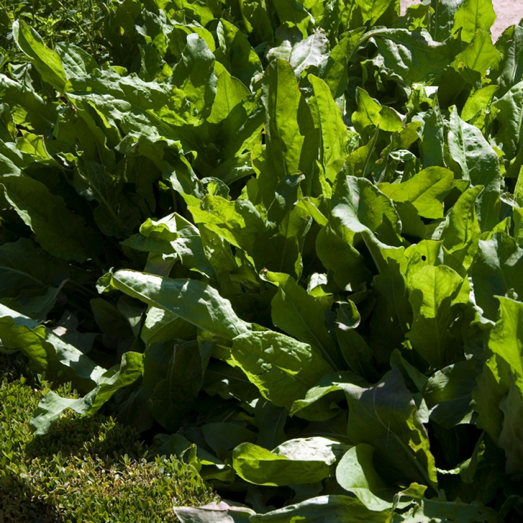 Oseille Large de Belleville - Vilmorin