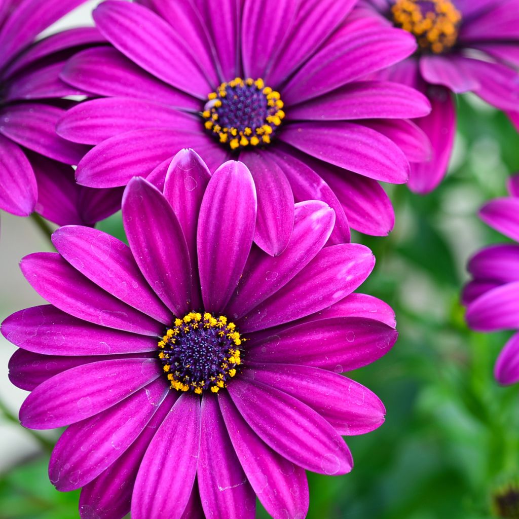 Osteospermum Dalina Bright Purple