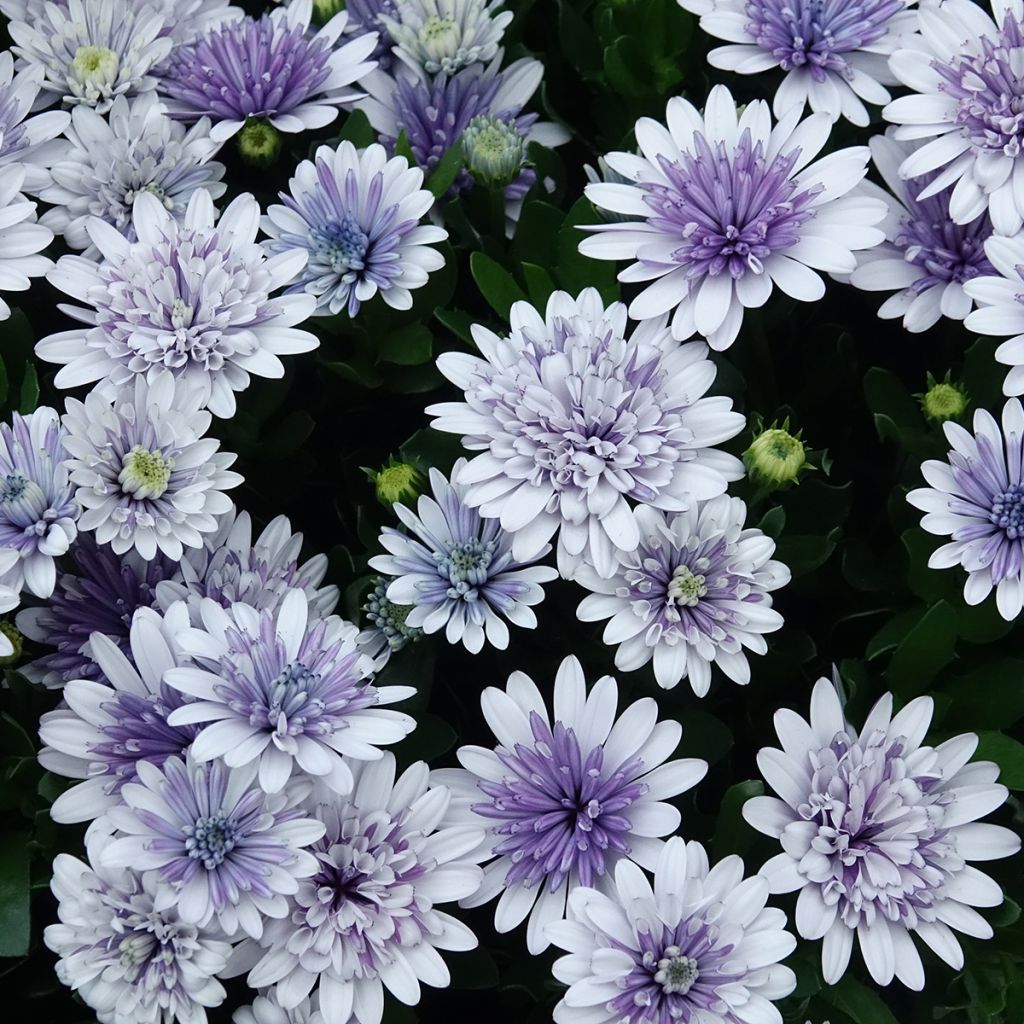 Osteospermum ecklonis 3D Steel Blue
