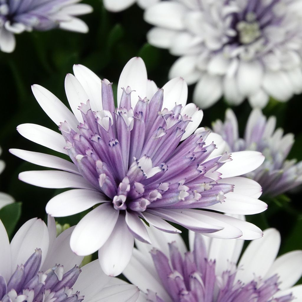 Osteospermum ecklonis 3D Steel Blue