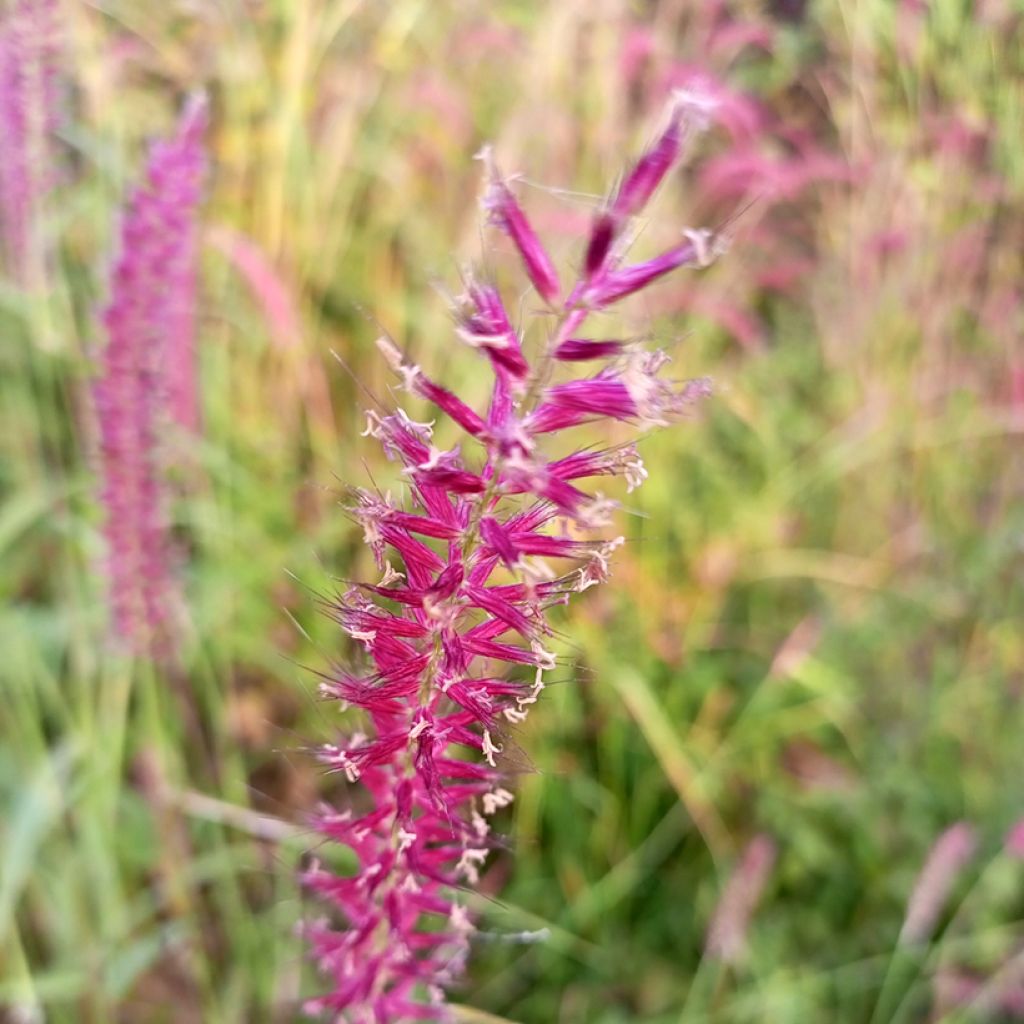 Renouée - Persicaria amplexicaulis Amethyst Summer