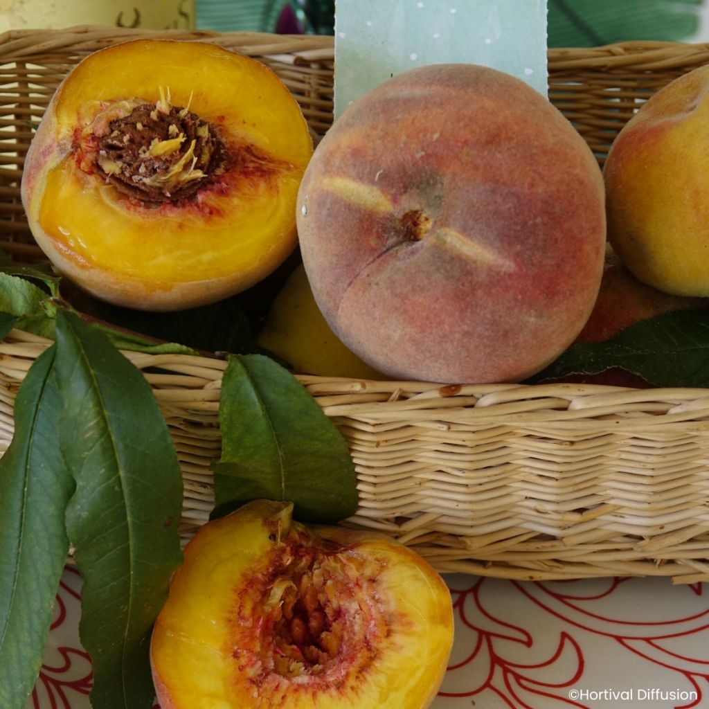 Pêcher Golden Caesar - Pêche de vigne