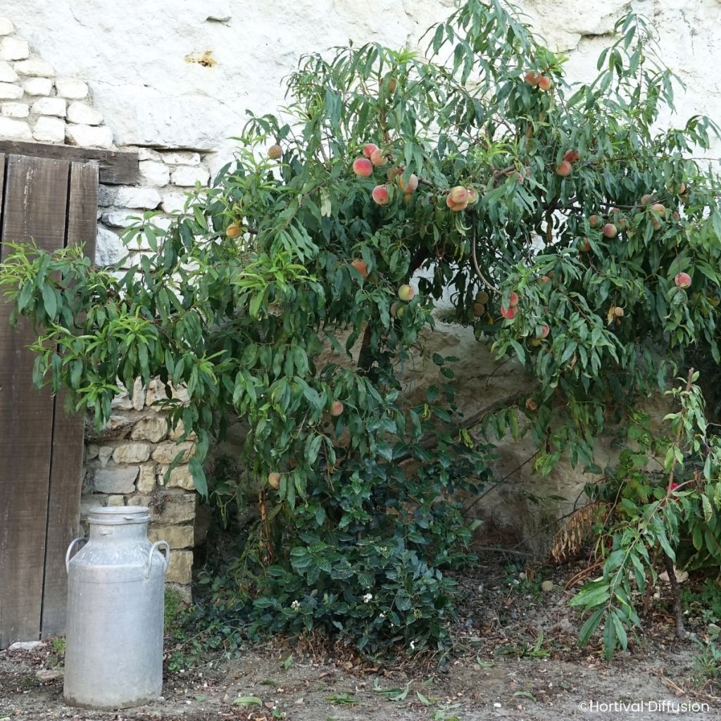 Pêcher Golden Caesar - Pêche de vigne