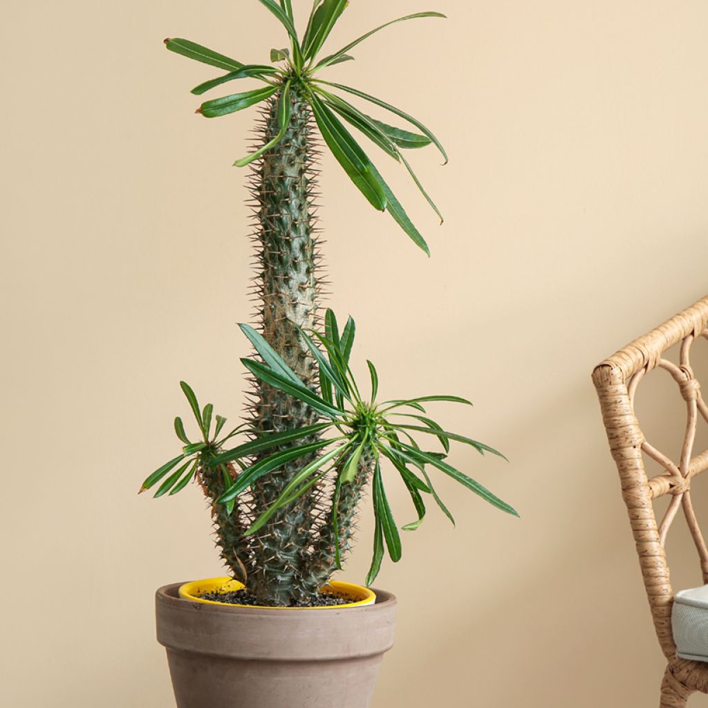 Pachypodium lamerei - Palmier de Madagascar