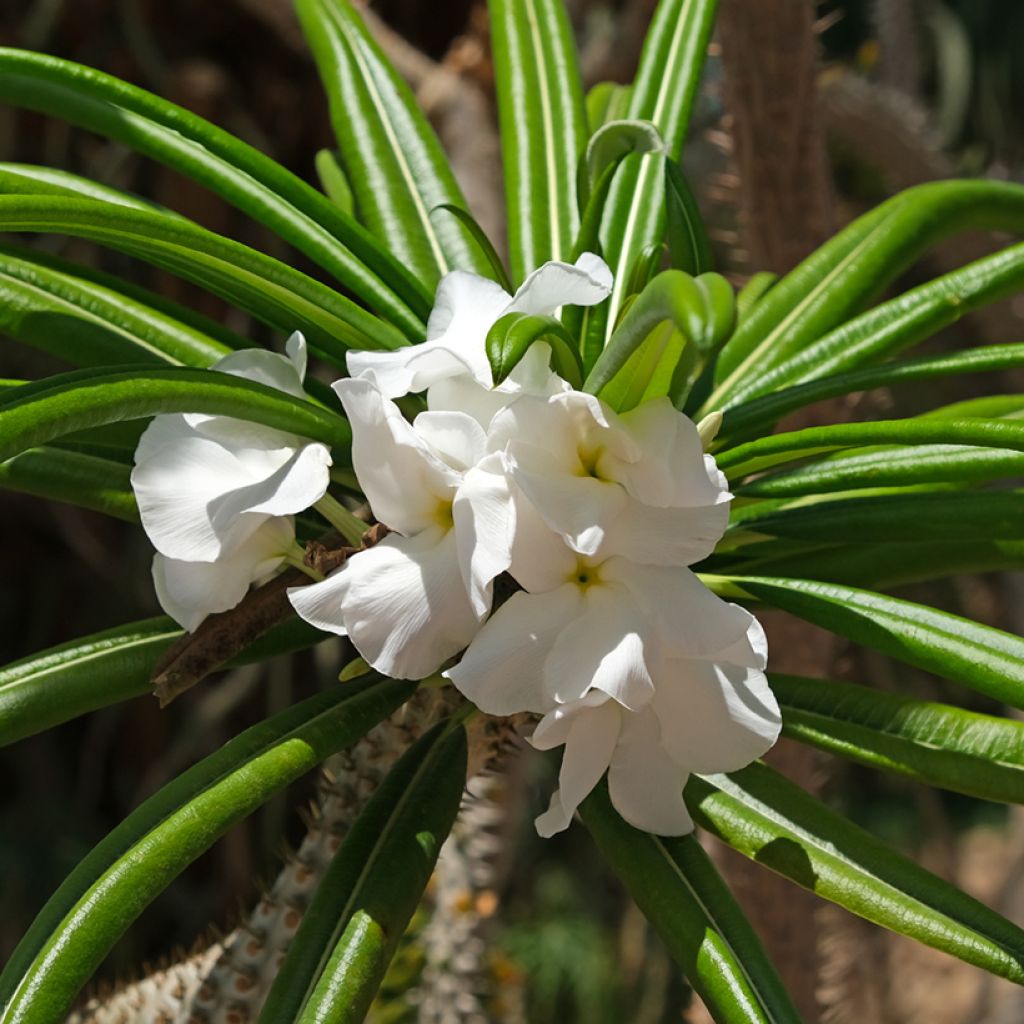 Pachypodium lamerei - Palmier de Madagascar