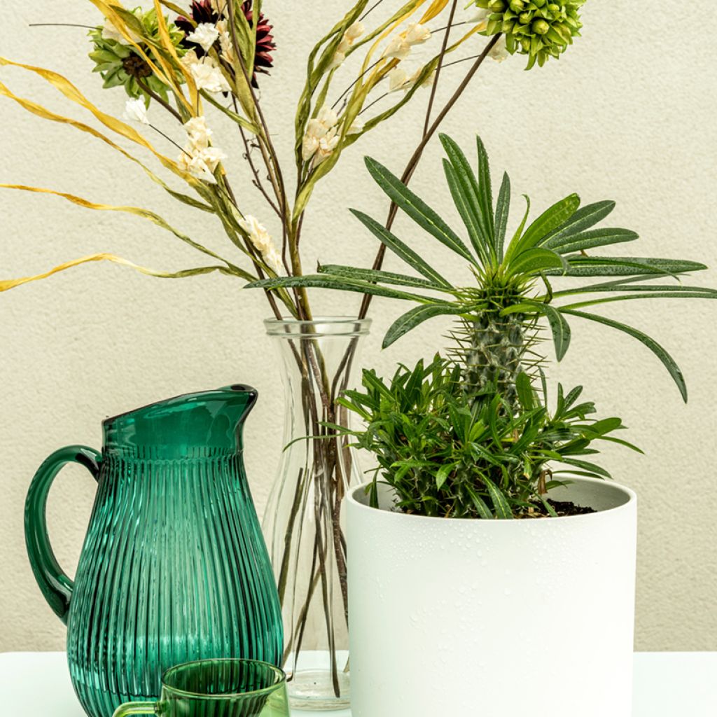 Pachypodium lamerei - Palmier de Madagascar