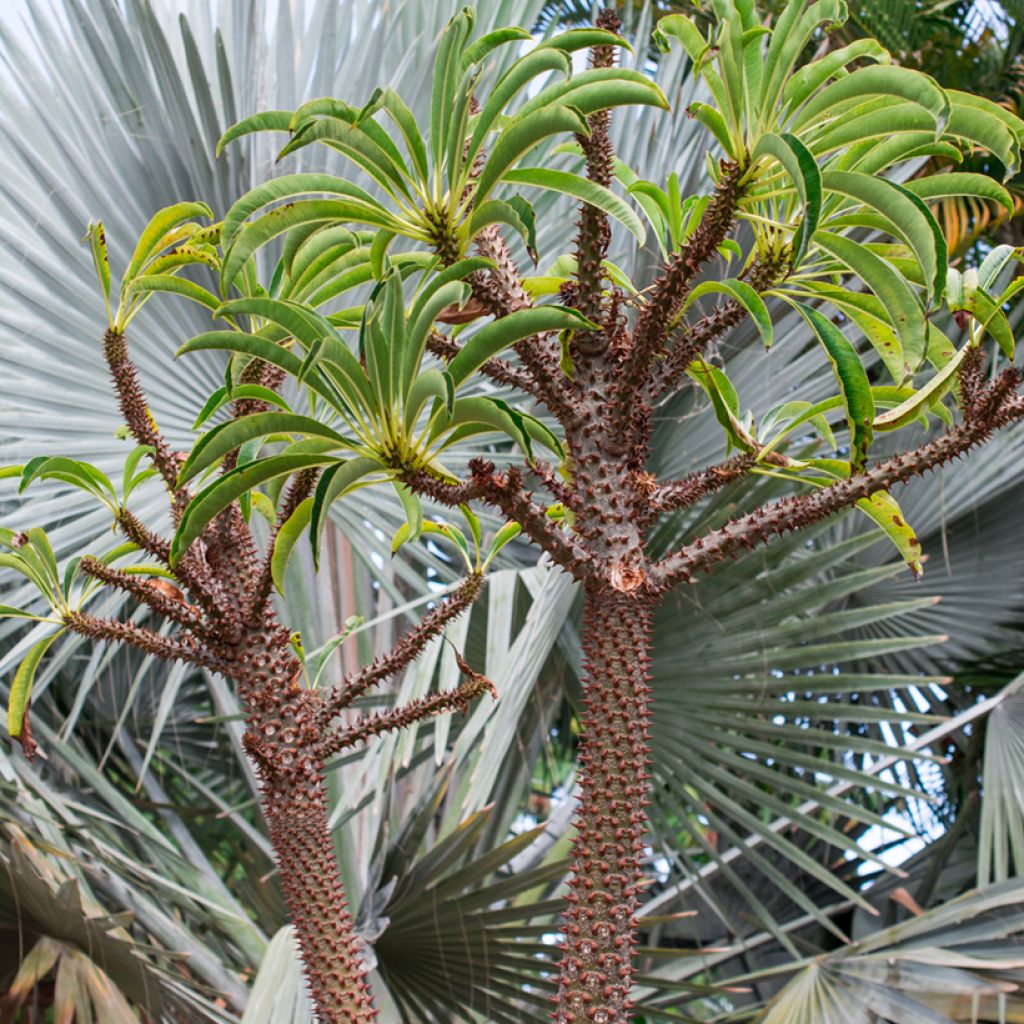 Pachypodium lamerei - Palmier de Madagascar