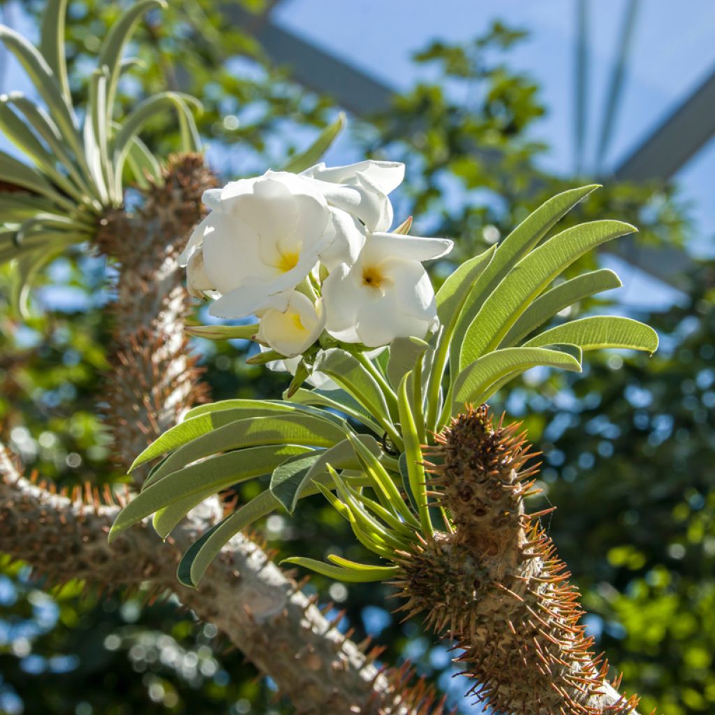 Pachypodium lamerei - Palmier de Madagascar
