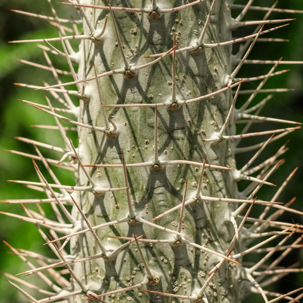 Pachypodium lamerei - Palmier de Madagascar