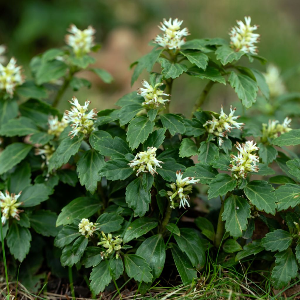 Pachysandra terminalis