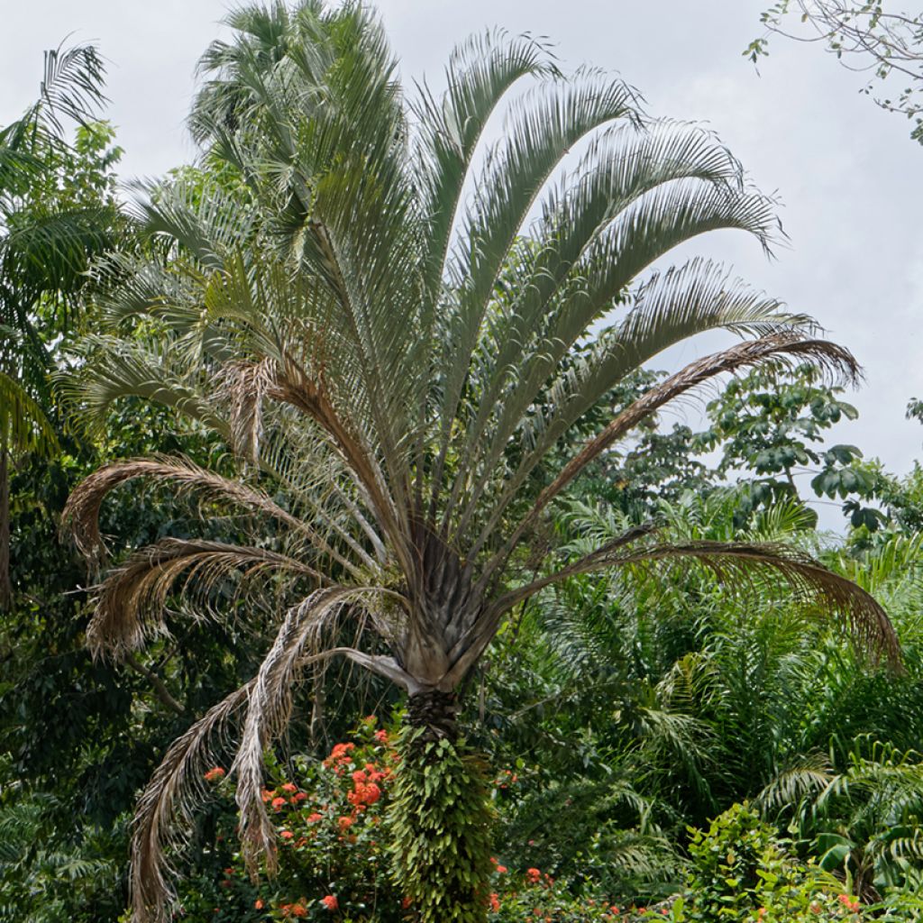 Dypsis decaryi - Palmier triangle