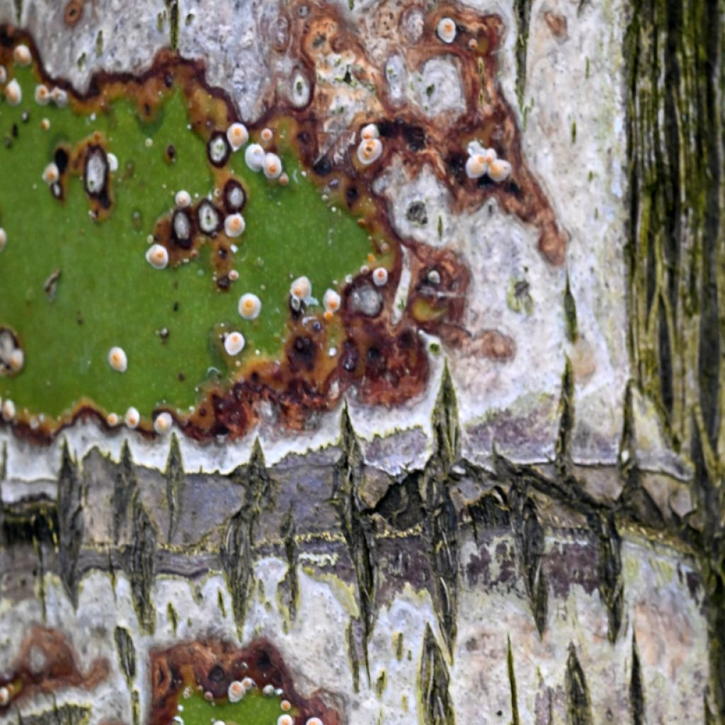 Dypsis decaryi - Palmier triangle