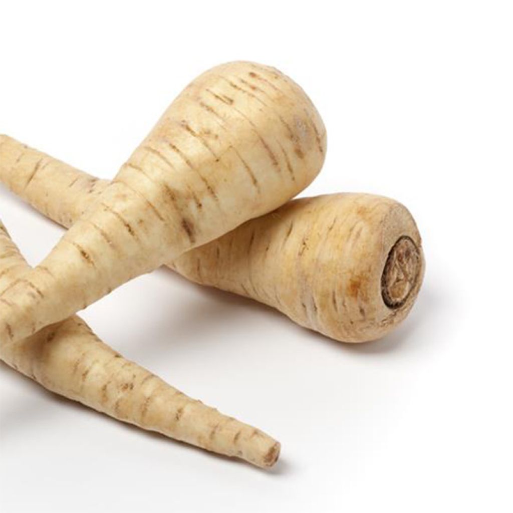 Panais Hablange Weisse Bio - Ferme de Ste Marthe