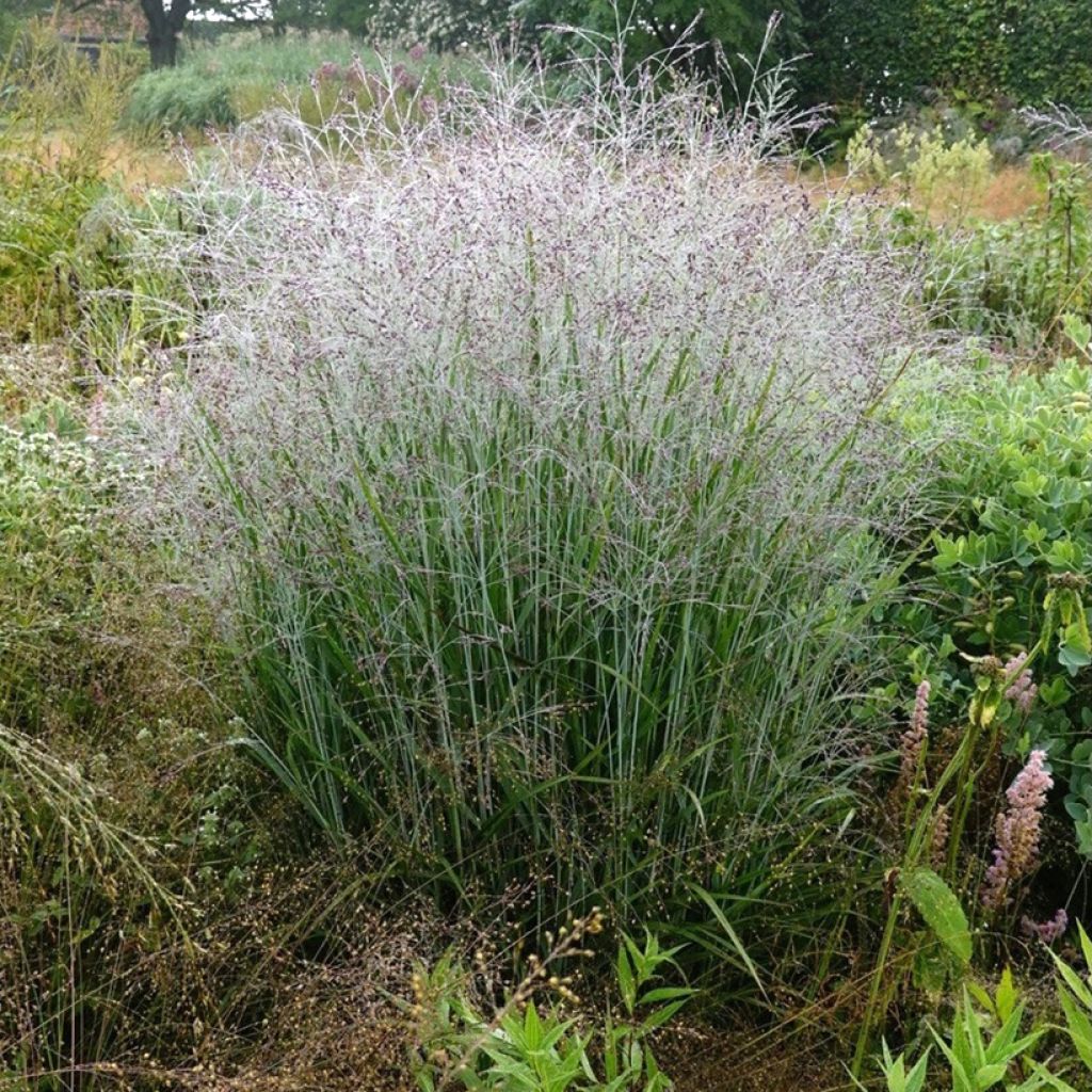 Panic érigé - Panicum virgatum Purple Tears