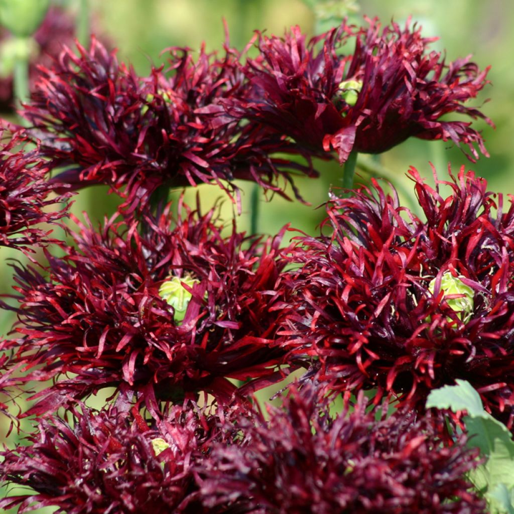 Graines de Pavot annuel Black Swan - Papaver somniferum
