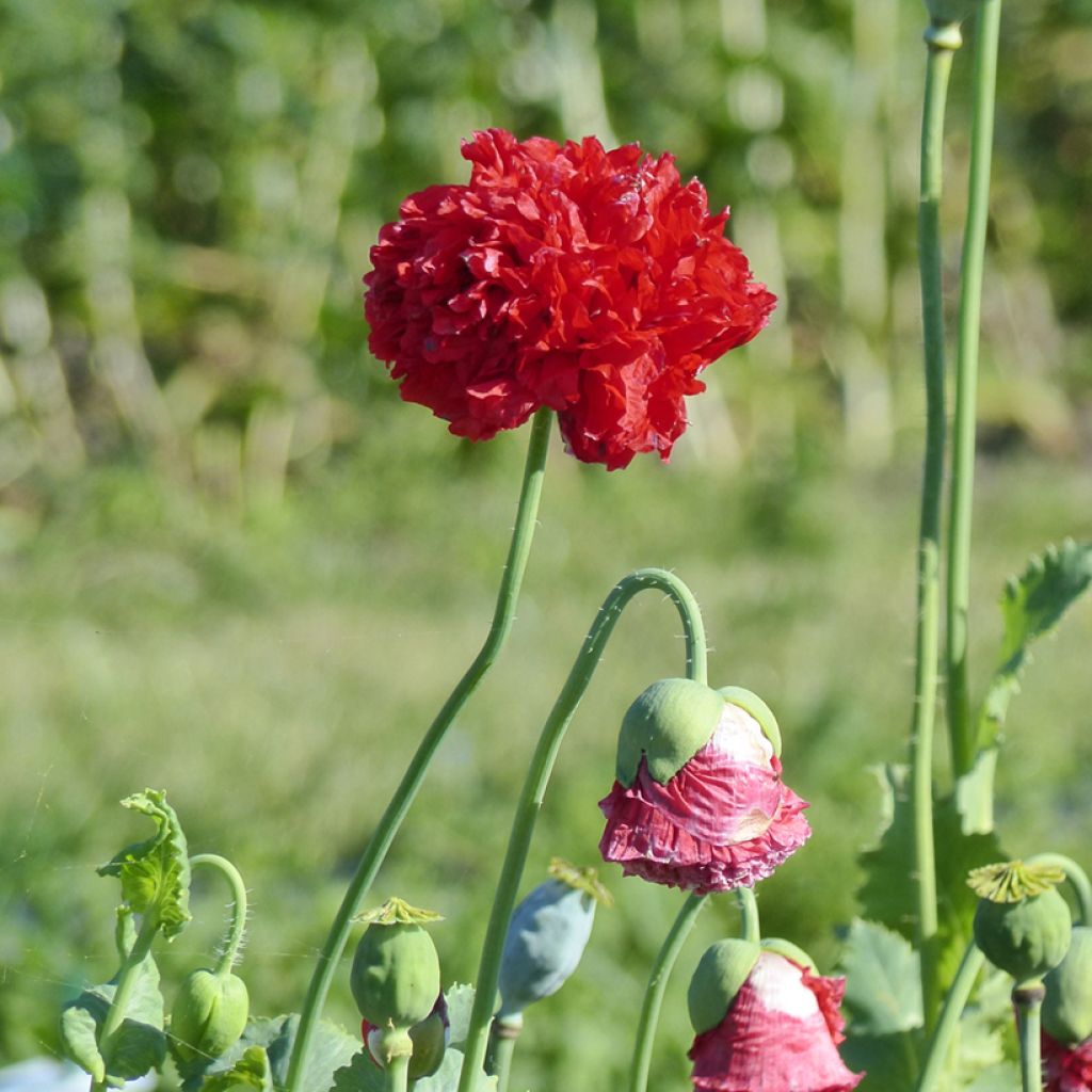 Graines de Pavot annuel Red Peony - Papaver somniferum