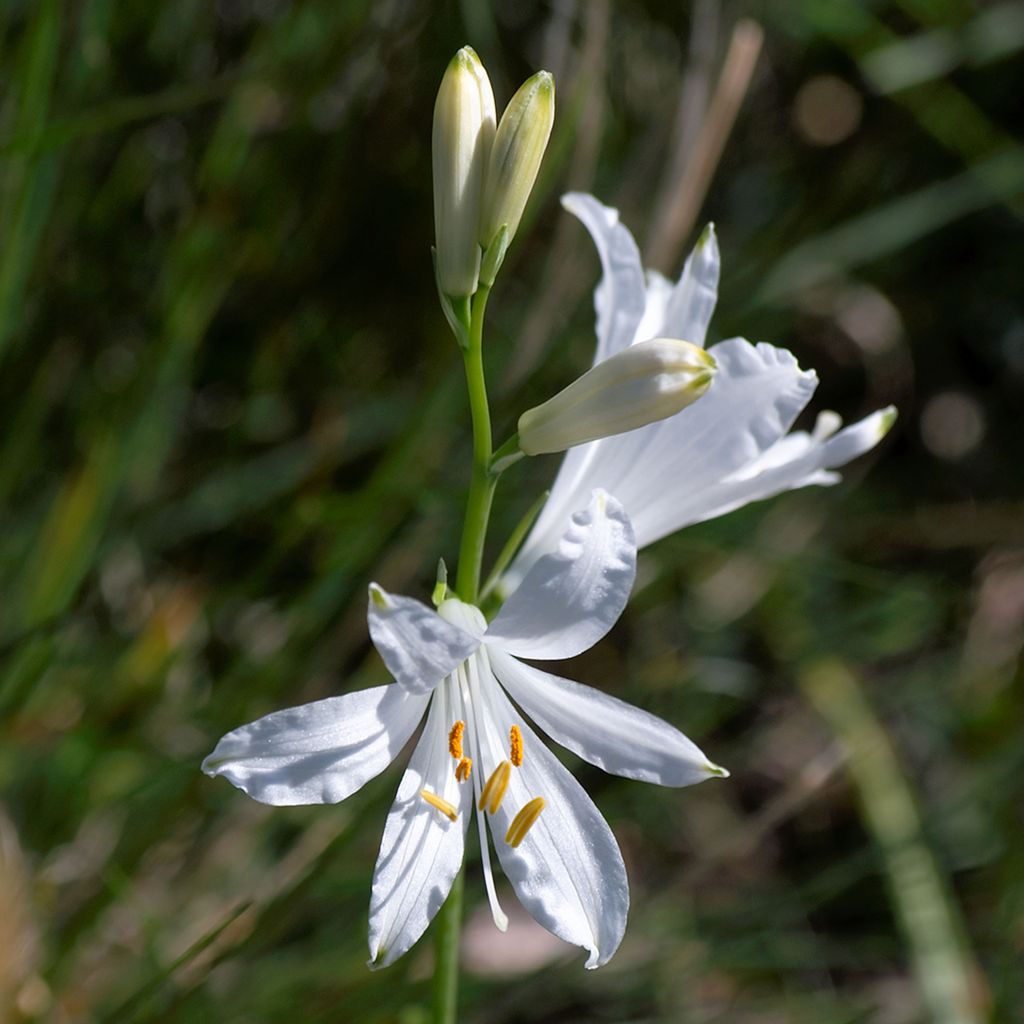 Paradisea liliastrum, Lis de Saint Benoit