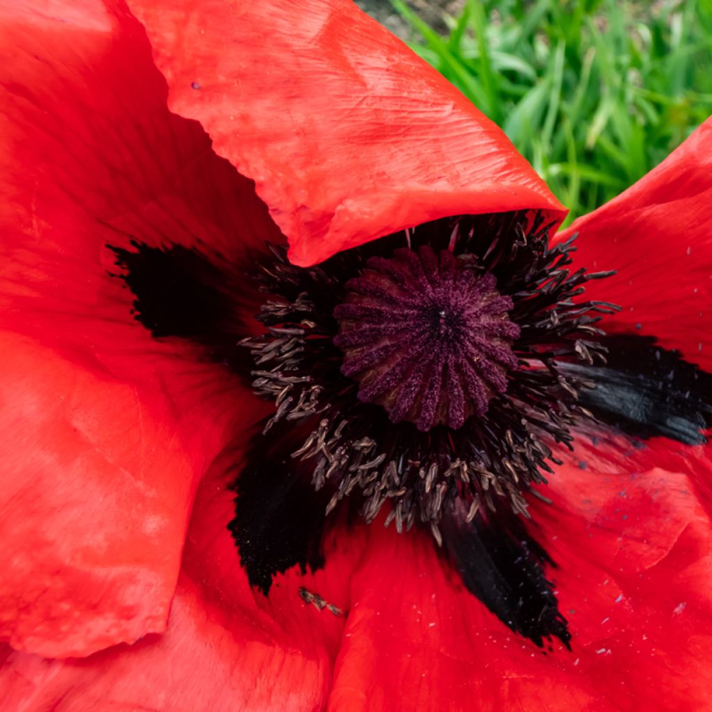 Pavot d'Orient Beauty of Livermere - Papaver orientale