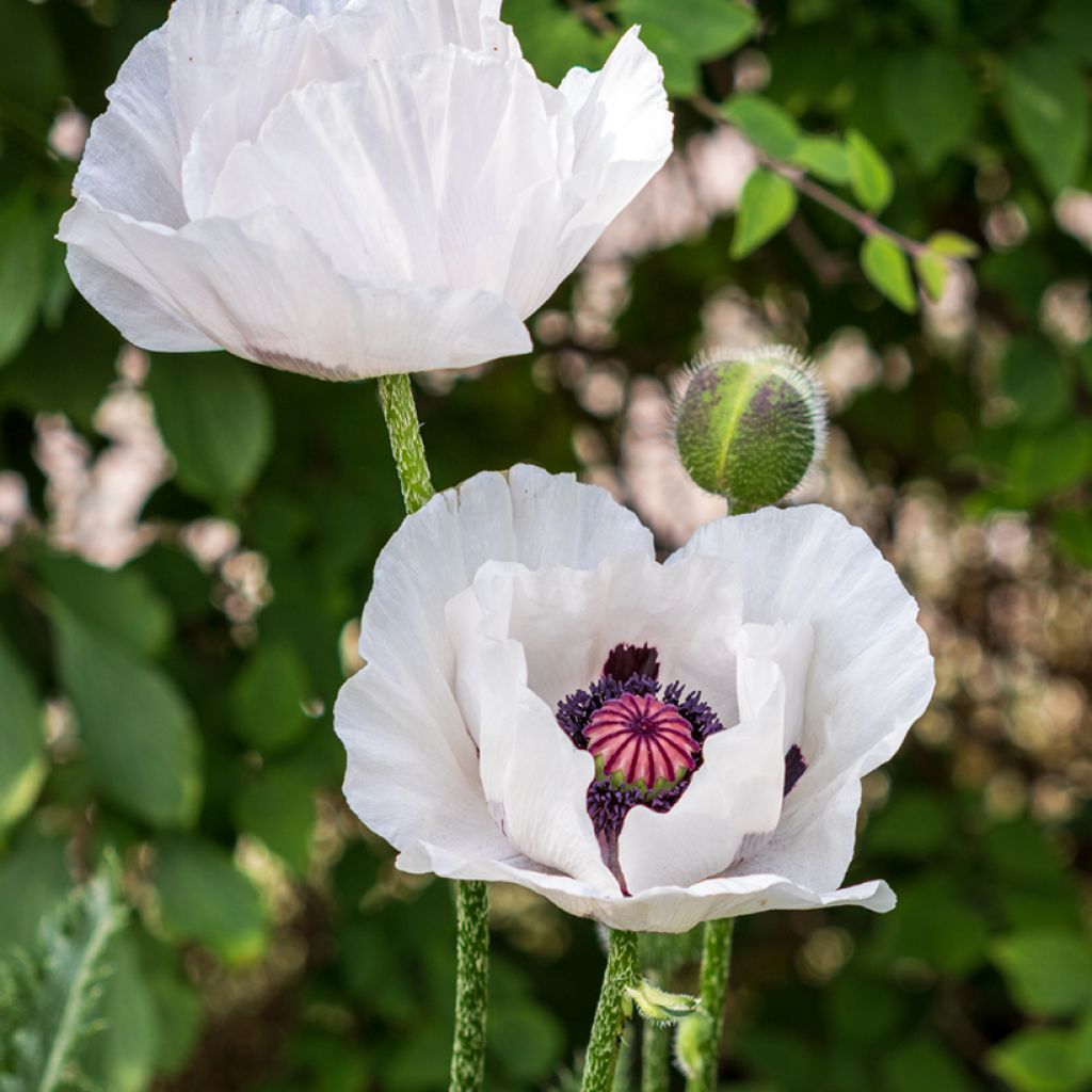 Pavot d'Orient Perry's White - Papaver orientale