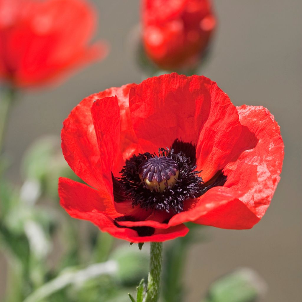 Pavot d'Orient rouge - Papaver orientale Allegro