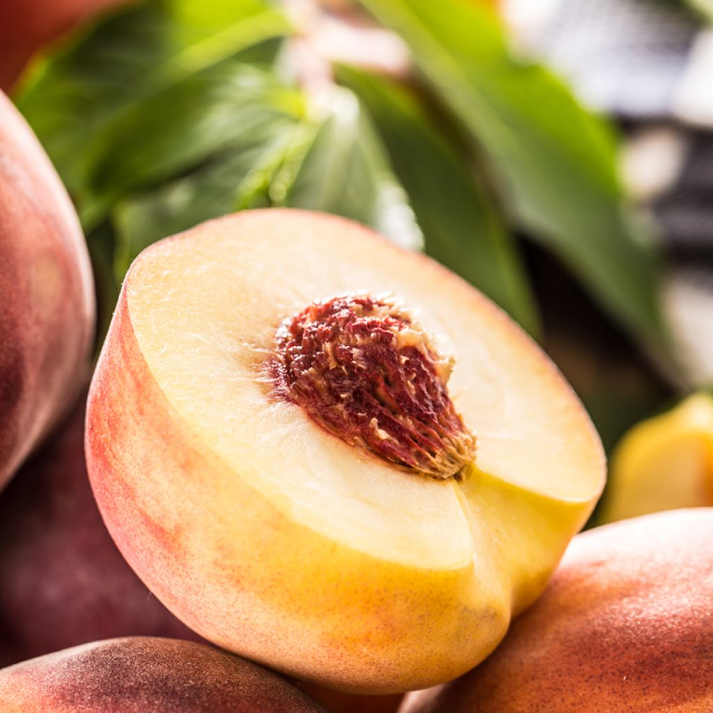 Pêcher Belle Angevine Bio