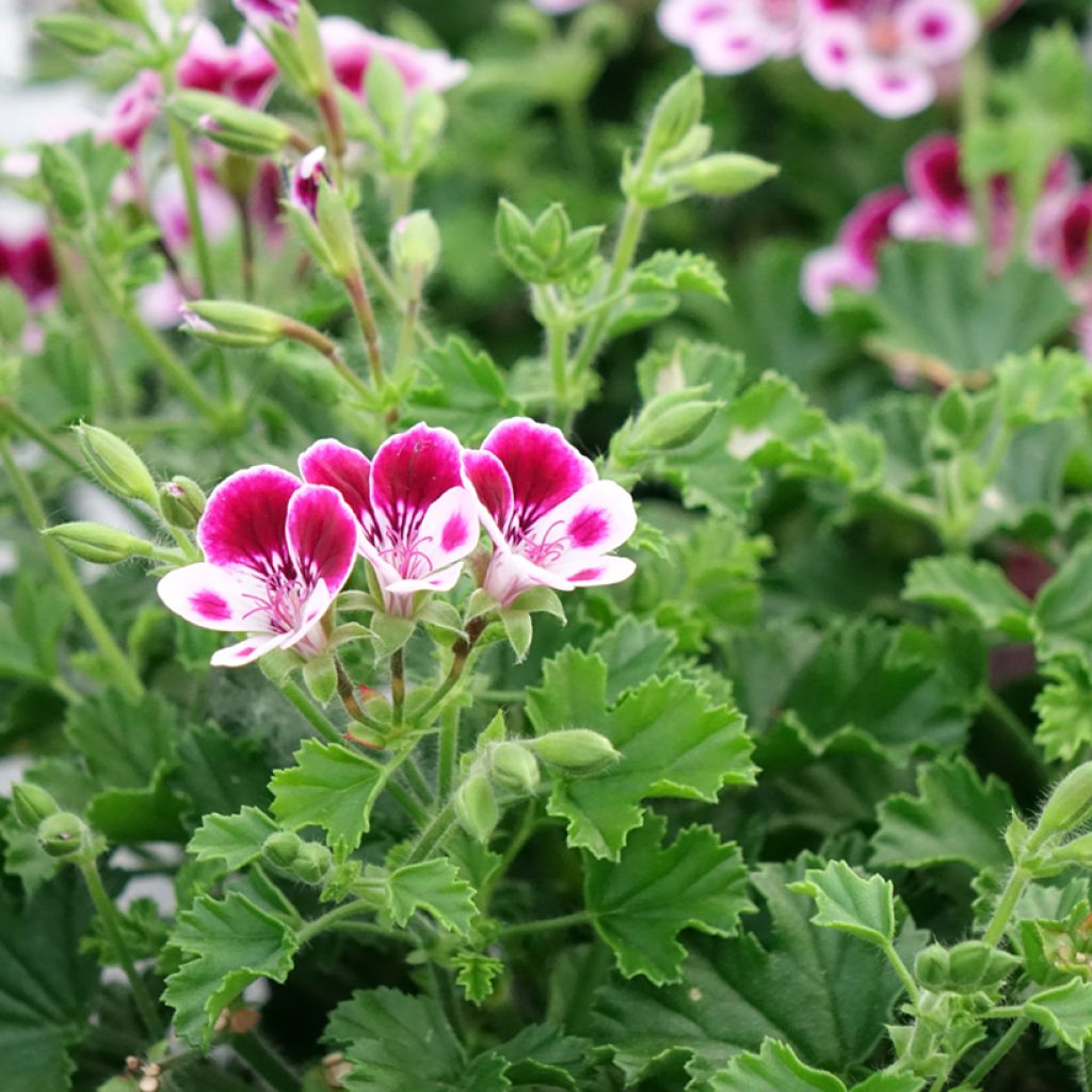 Pelargonium - Geranium parfumé Mosquitaway Nova