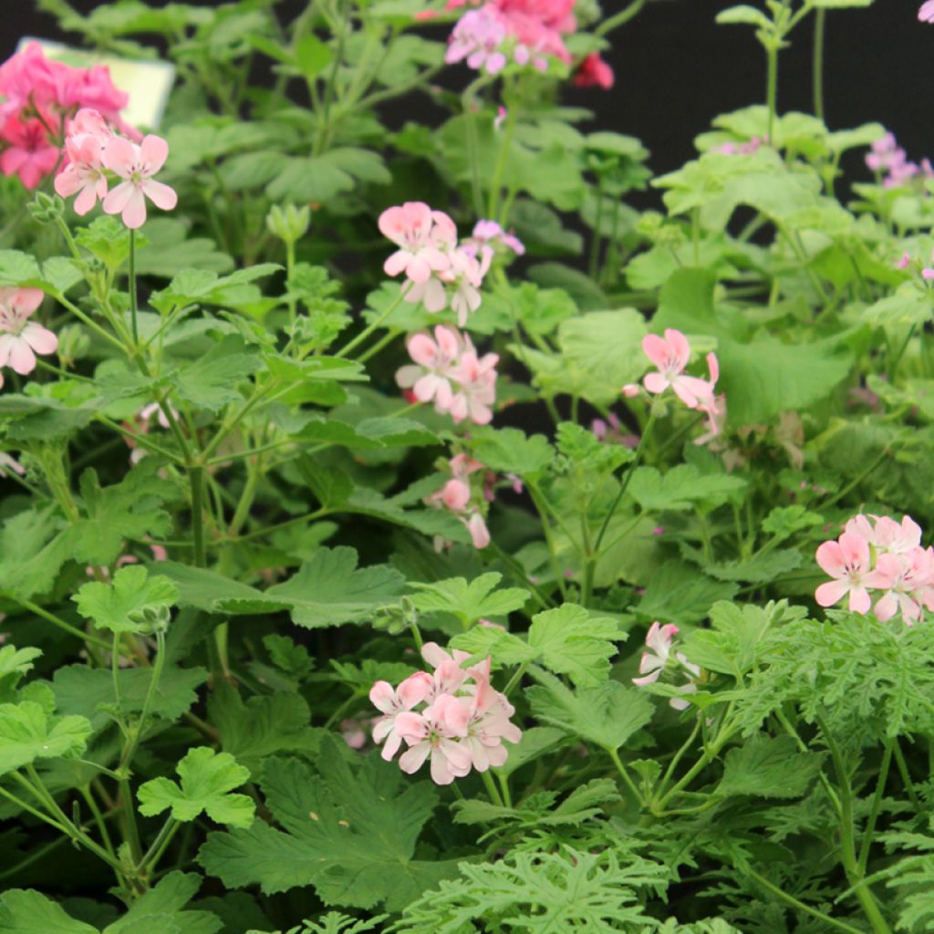 Pelargonium - Géranium parfumé Sweet Mimosa