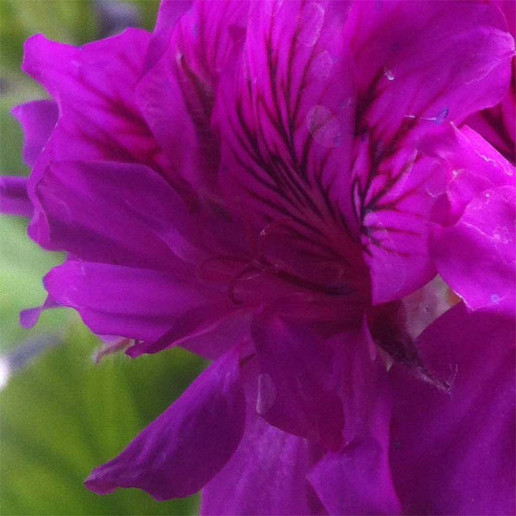 Pélargonium odorant cucullatum - Géranium d'odeur au parfum épicé.