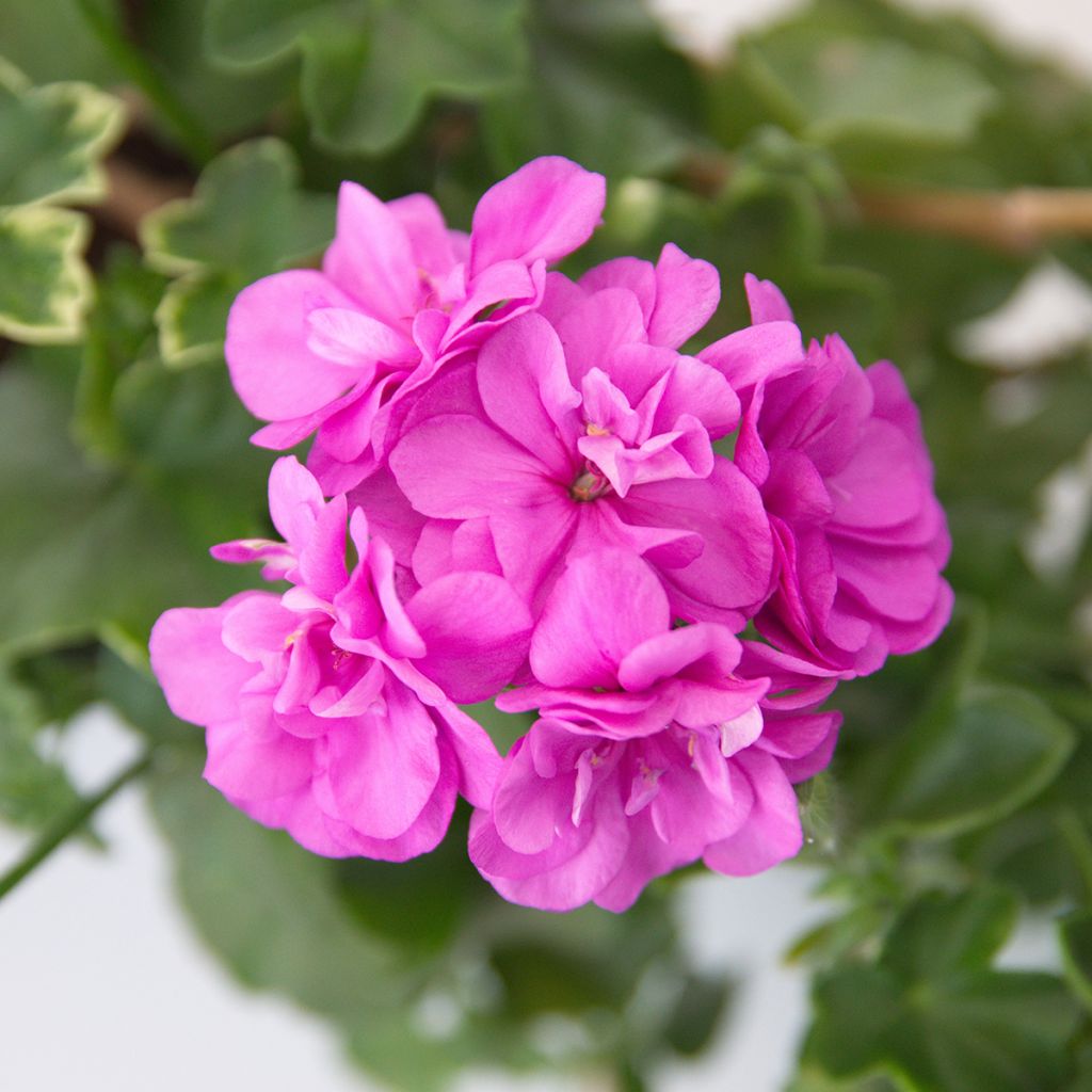 Géranium-lierre double Amelit