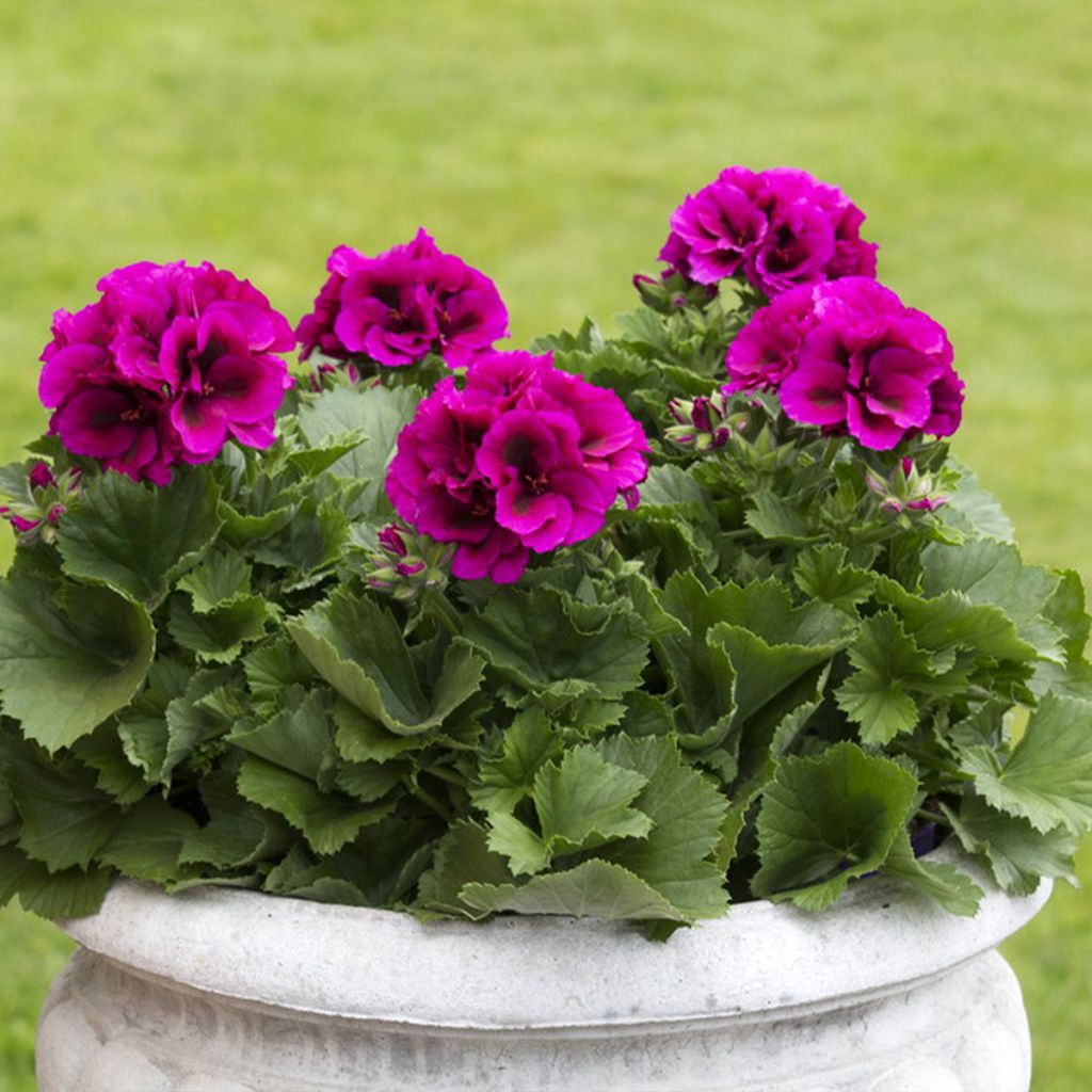 Pelargonium Burghi - Géranium des fleuristes
