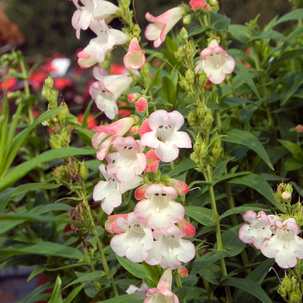 Penstemon Apple Blossom - Galane
