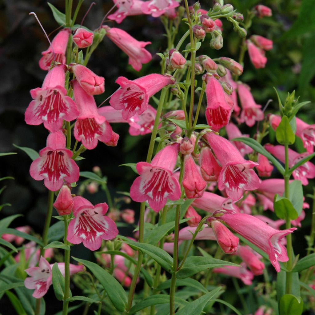Penstemon Hewell Pink Bedder - Galane