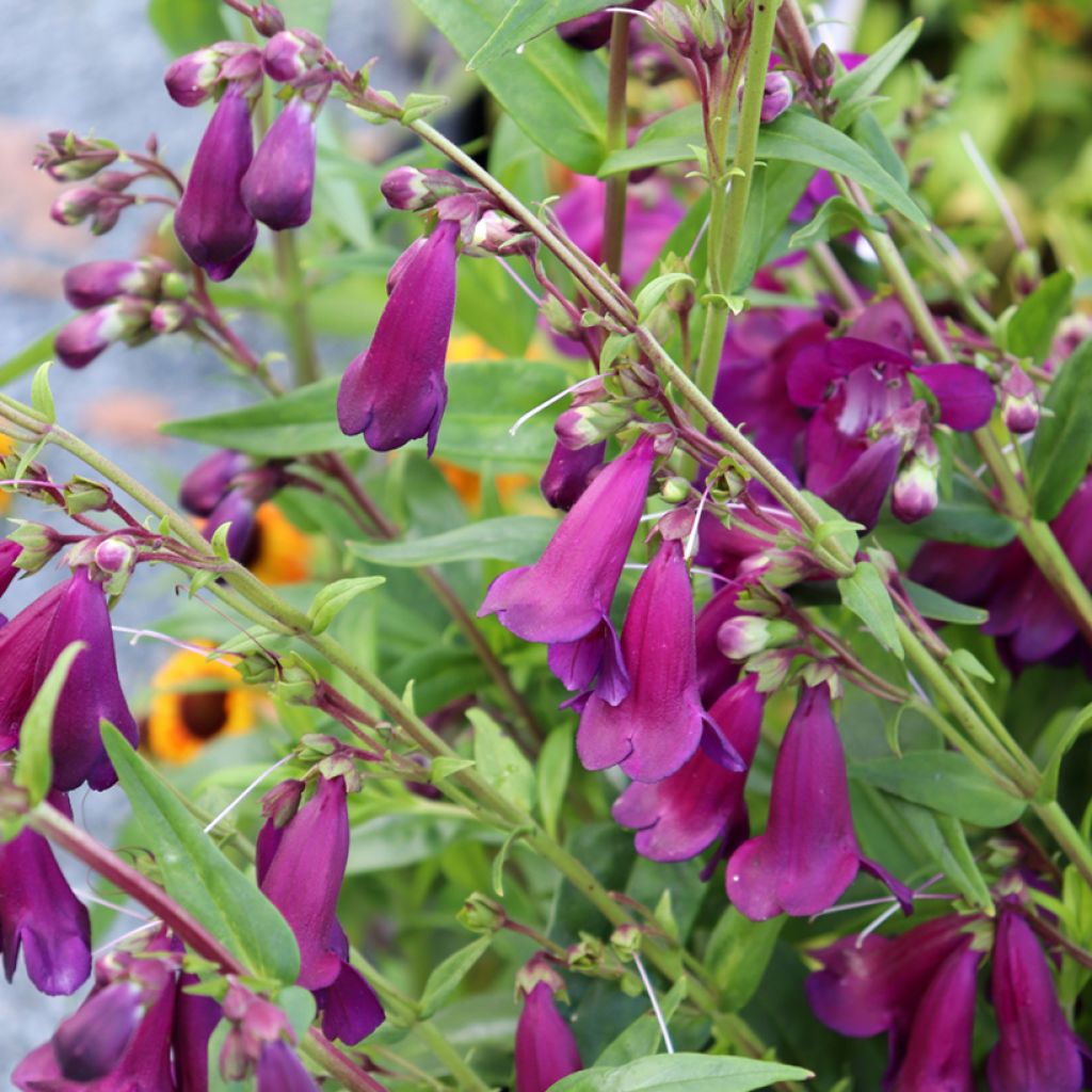 Penstemon Raven - Galane