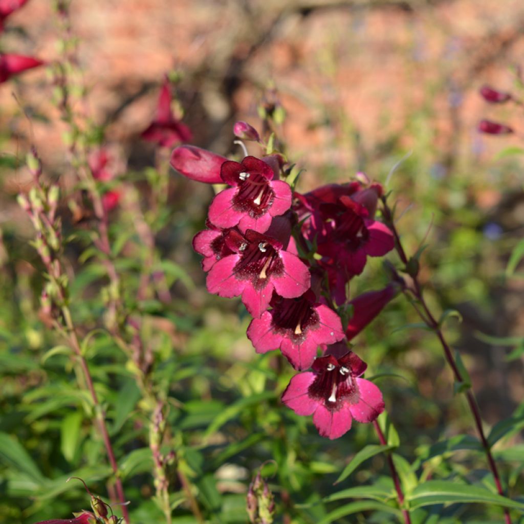 Penstemon Rich Ruby - Galane