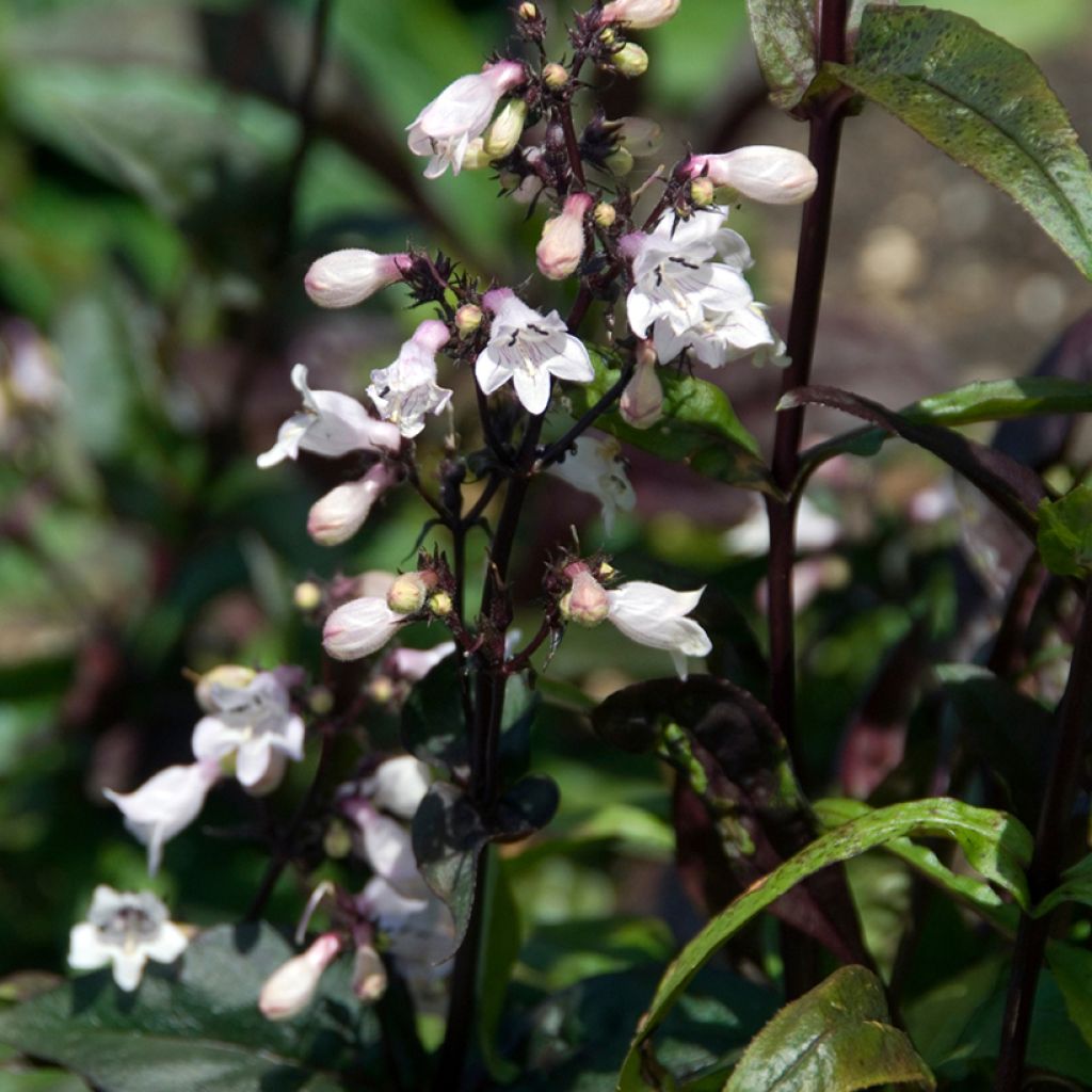 Penstemon hybride Husker Red - Galane