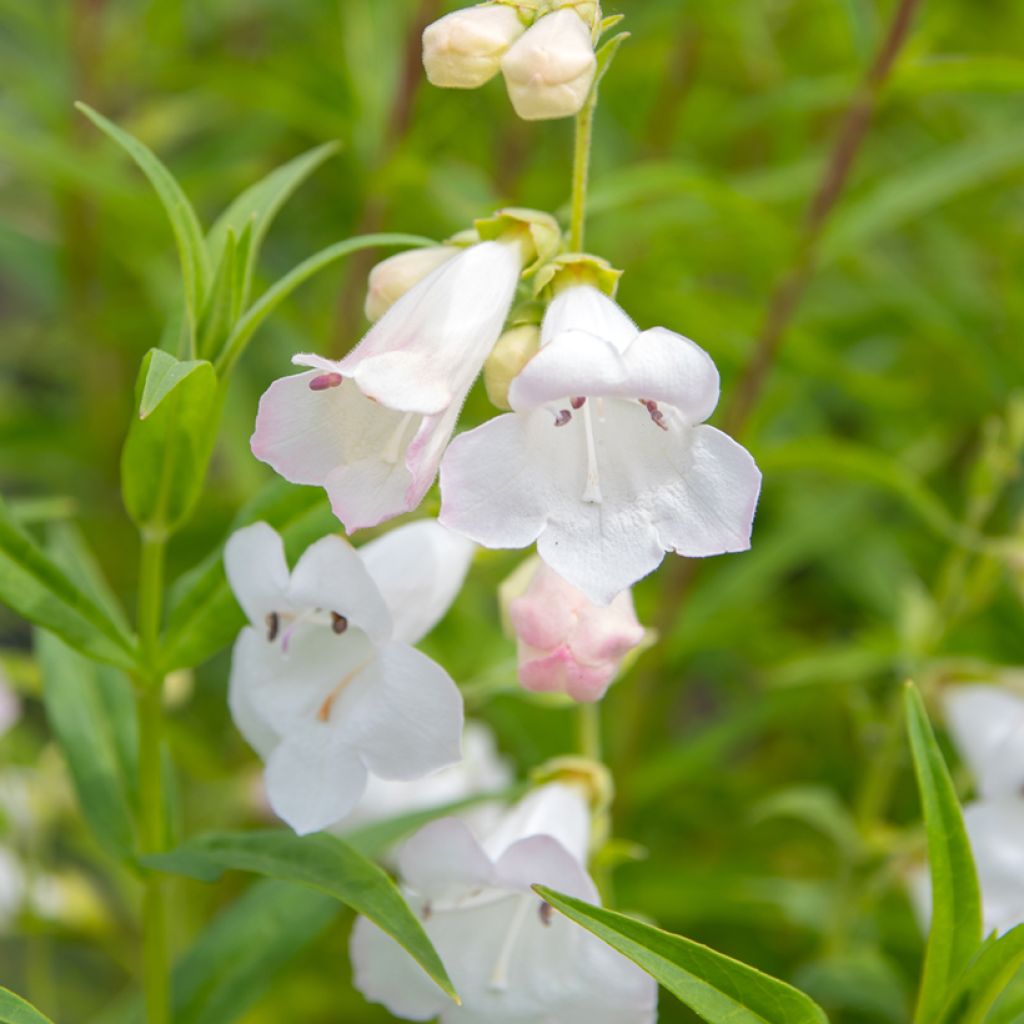 Penstemon hybride White Bedder - Galane