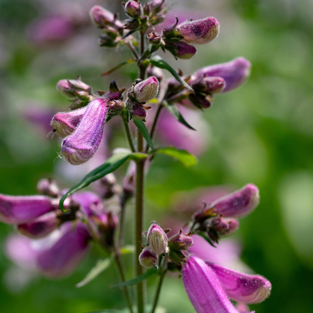 Penstemon smallii - Galane