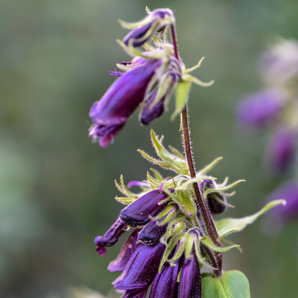 Penstemon strictus - Galane