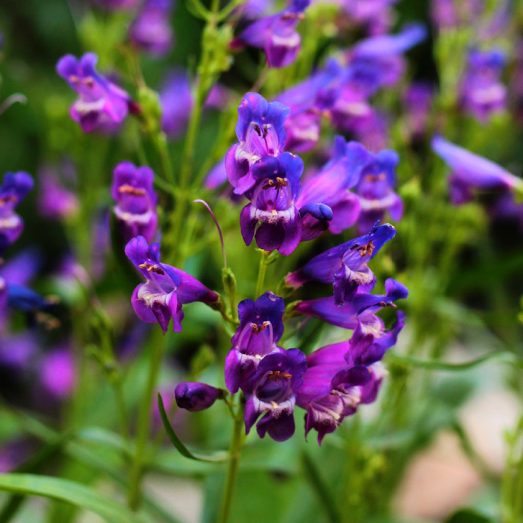 Penstemon strictus - Galane