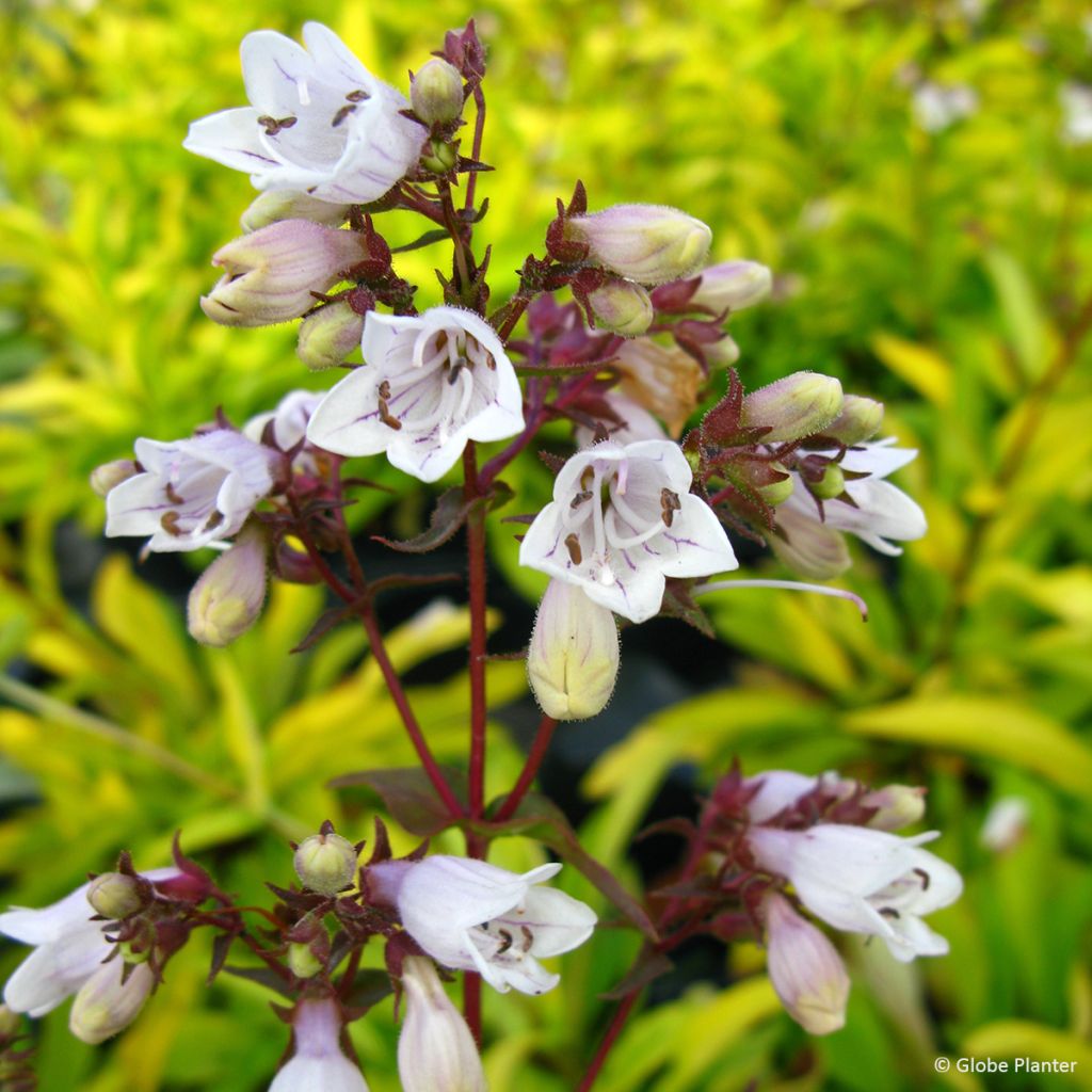 Penstemon digitalis Goldfinger - Galane
