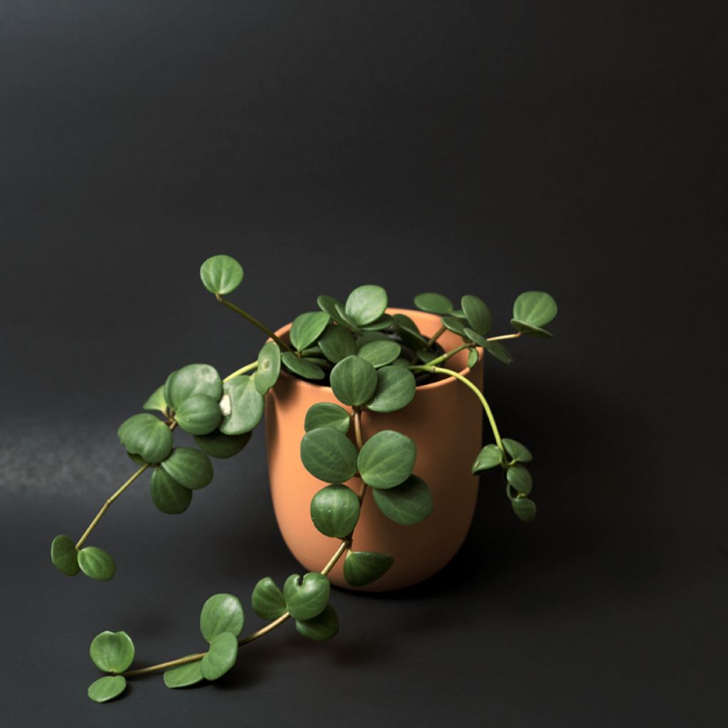 Peperomia Hope