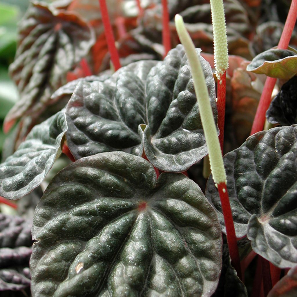 Peperomia caperata Montevideo