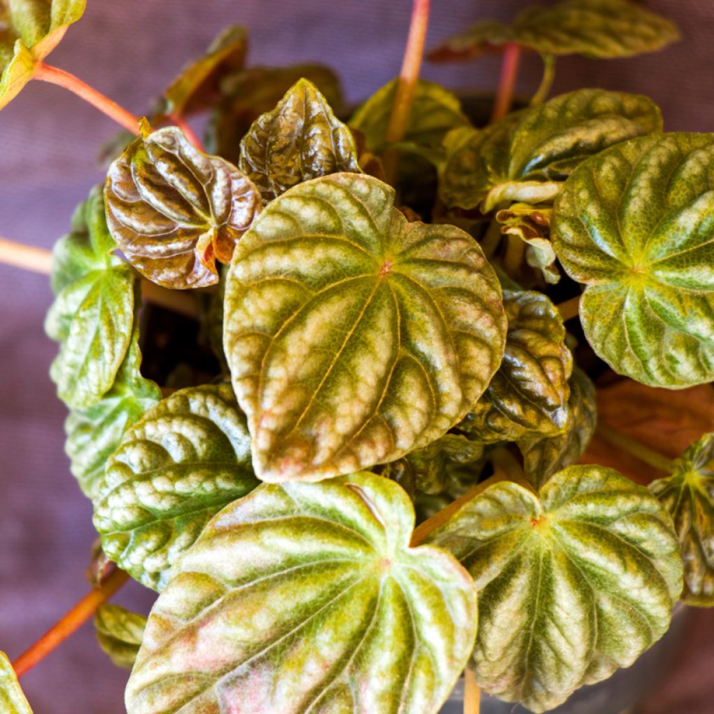Peperomia caperata Quito