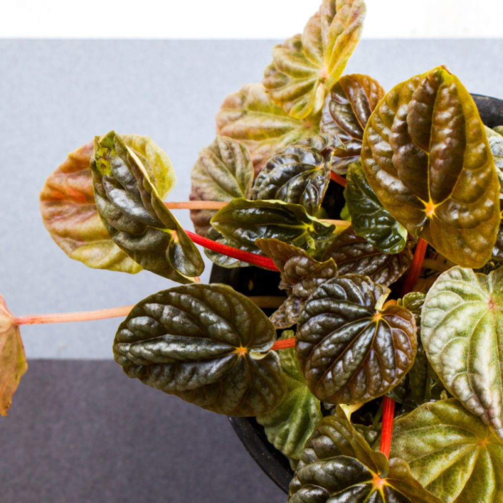 Peperomia caperata Quito