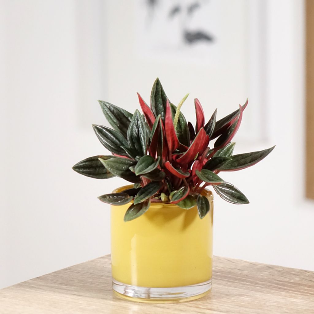 Peperomia caperata Rosso