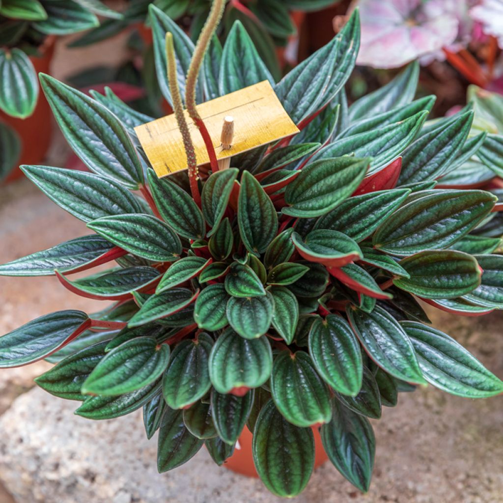 Peperomia caperata Rosso