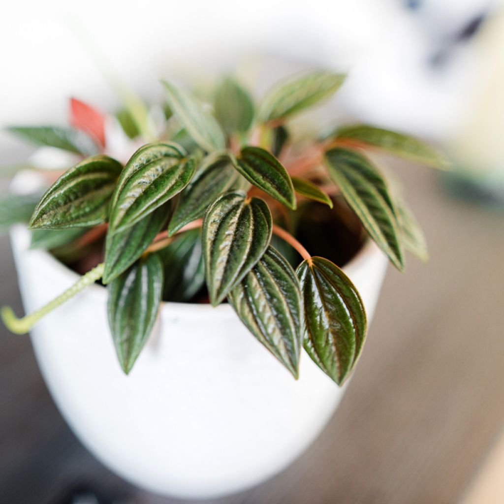 Peperomia caperata Rosso