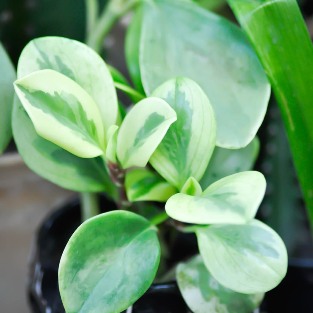 Peperomia obtusifolia Bicolor
