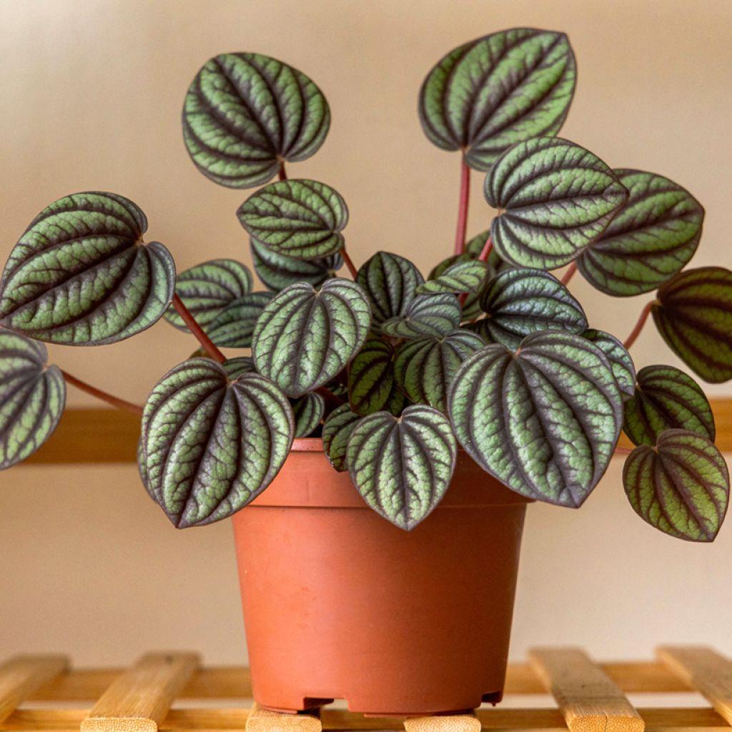 Peperomia albovittata Piccolo Banda