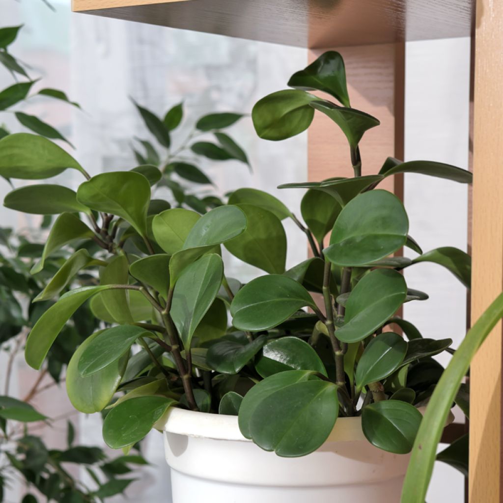 Peperomia obtusifolia Green